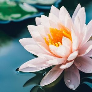 Meet your Posher, Bella